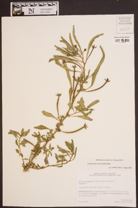 Ludwigia leptocarpa image