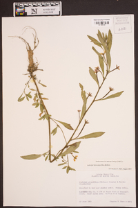 Ludwigia leptocarpa image