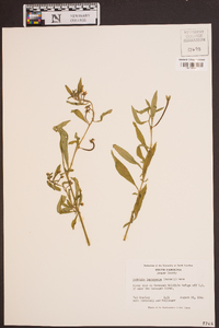 Ludwigia leptocarpa image