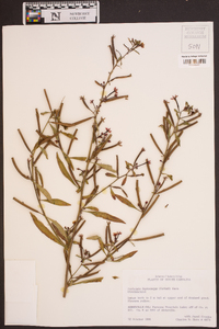 Ludwigia leptocarpa image