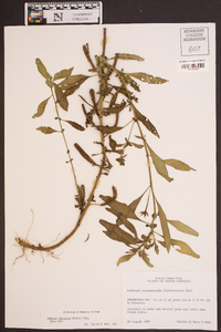 Ludwigia leptocarpa image