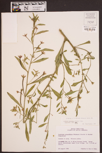 Ludwigia leptocarpa image