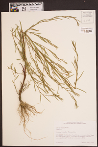 Ludwigia linearis image