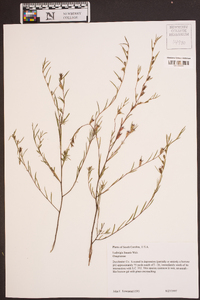 Ludwigia linearis image