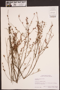 Ludwigia linearis image