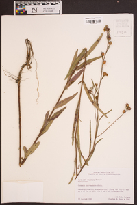 Ludwigia maritima image