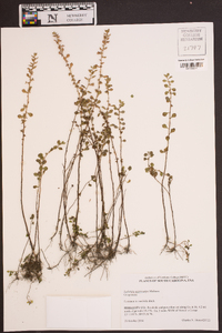 Ludwigia microcarpa image