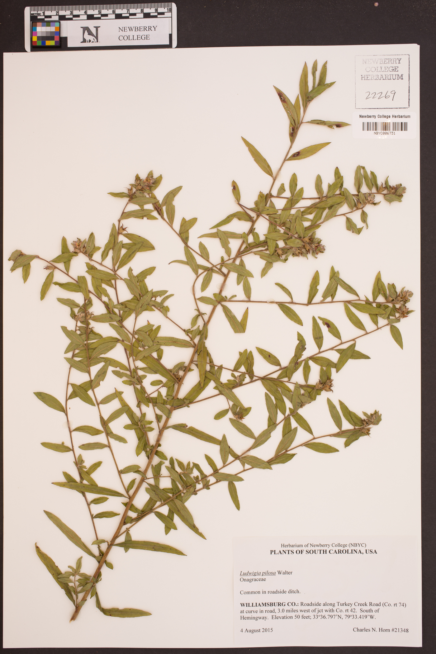 Ludwigia pilosa image