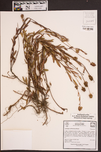 Ludwigia suffruticosa image