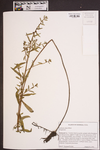 Ludwigia alata image