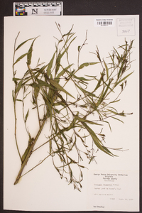 Ludwigia decurrens image