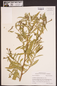 Ludwigia leptocarpa image