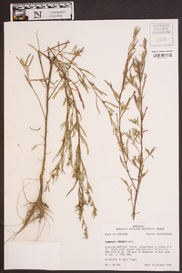 Ludwigia linearis image