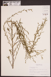 Ludwigia linearis image