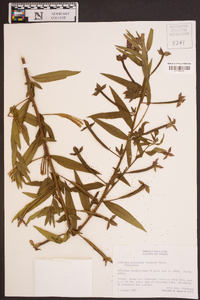 Ludwigia octovalvis image