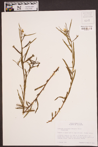 Ludwigia octovalvis image