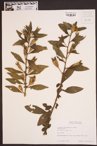 Ludwigia peruviana image