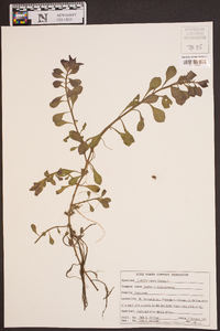 Ludwigia repens image