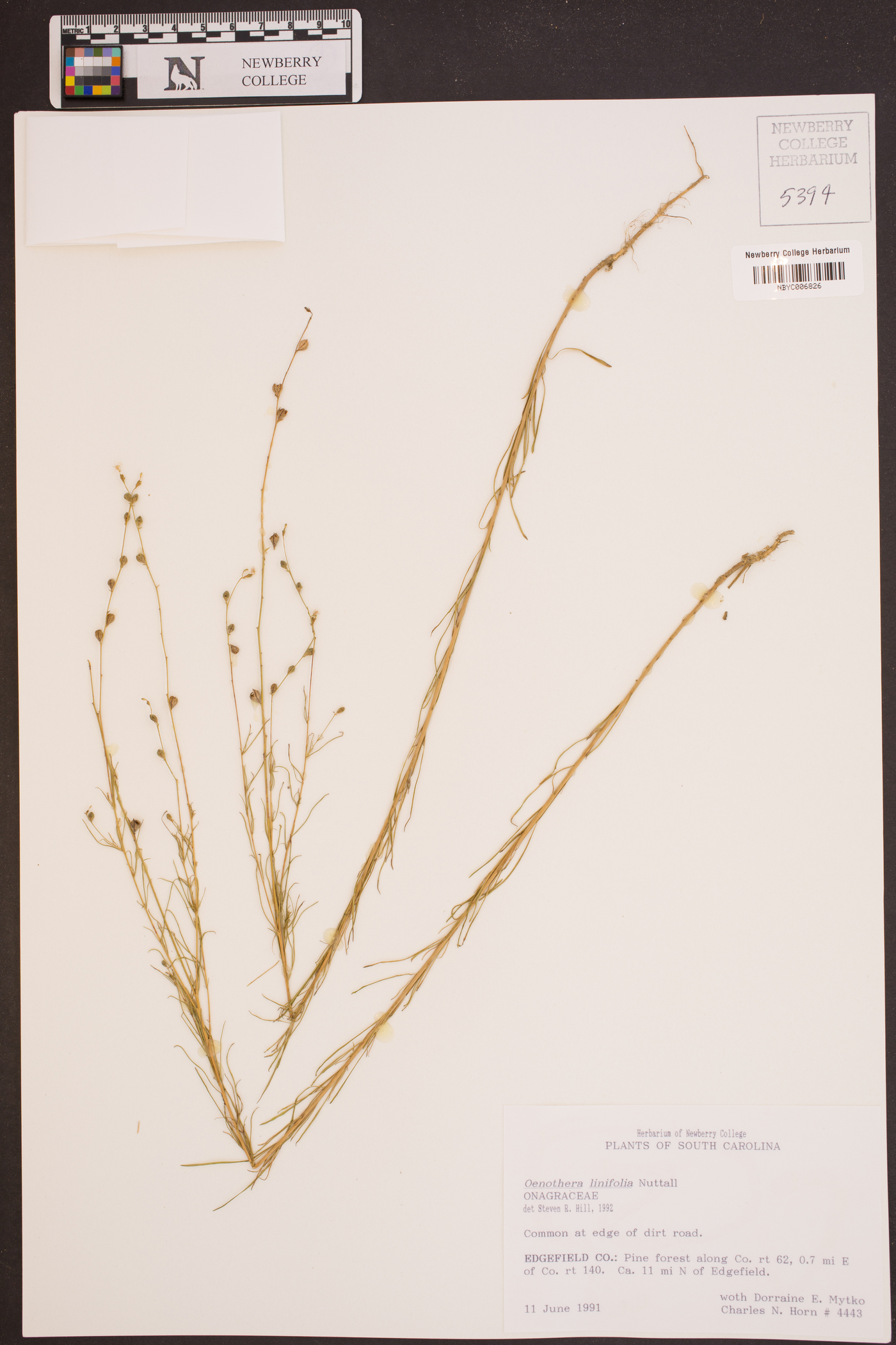 Oenothera linifolia image