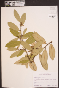 Elaeagnus pungens image