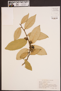 Elaeagnus pungens image