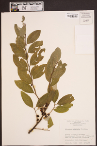 Elaeagnus umbellata image