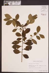 Ilex coriacea image