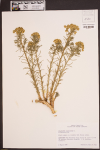 Euphorbia cyparissias image