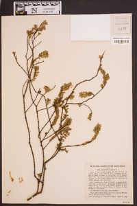 Euphorbia buxifolia image