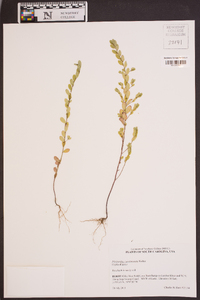 Phyllanthus caroliniensis image