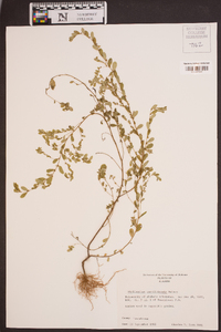 Phyllanthus caroliniensis image