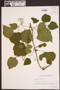 Ampelopsis cordata image