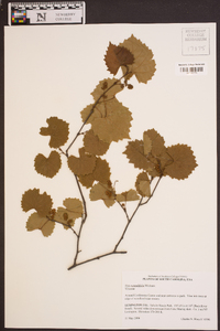 Vitis rotundifolia image