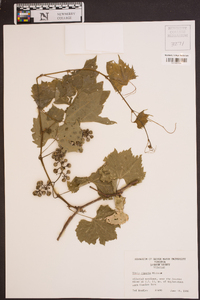 Vitis riparia image