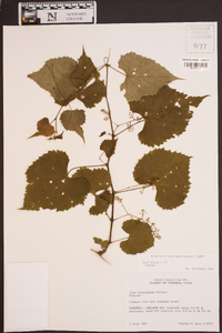 Vitis vulpina image