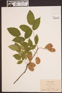 Staphylea trifolia image