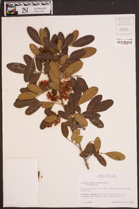 Schinus terebinthifolius image