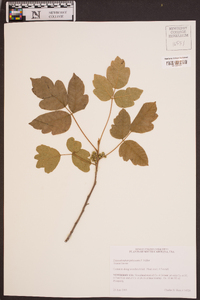 Toxicodendron pubescens image