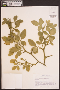 Poncirus trifoliata image