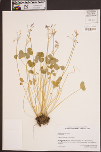 Oxalis rubra image