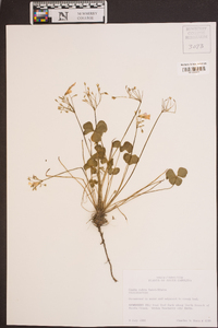 Oxalis rubra image