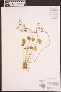 Oxalis corymbosa image