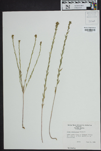 Linum intercursum image