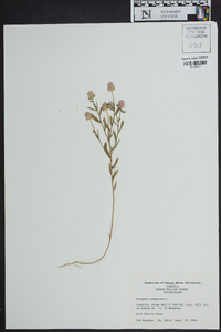 Polygala sanguinea image