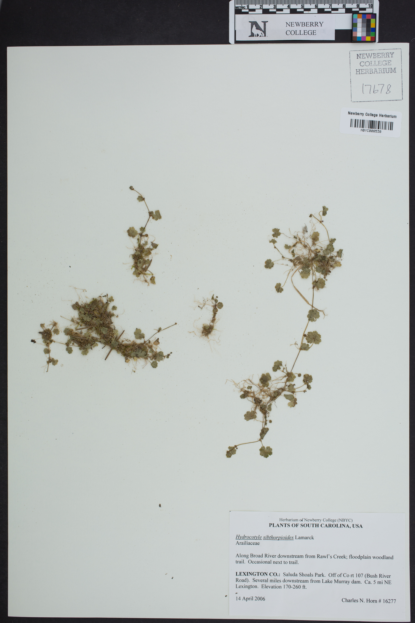Hydrocotyle sibthorpioides image