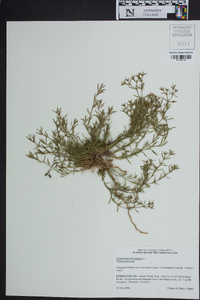 Polypremum procumbens image