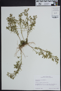 Polypremum procumbens image