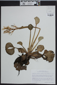 Eichhornia crassipes image