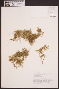 Selaginella rupestris image