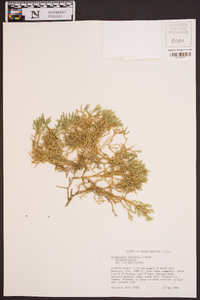 Selaginella tortipila image